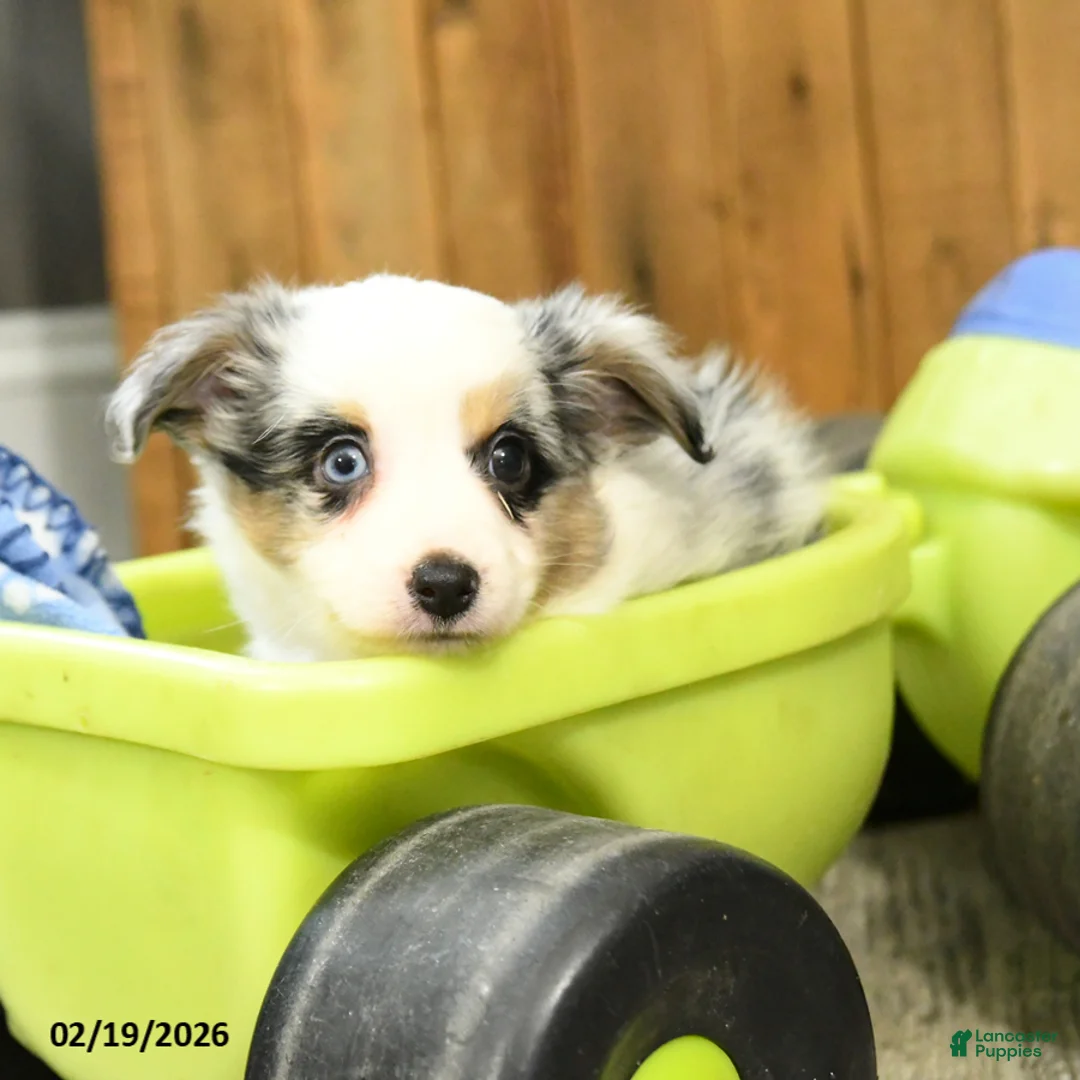 Miniature Australian Shepherd dogs for sale: Rover - Ad 4