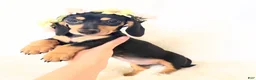 Miniature Dachshund dogs for sale: AKC Zoey - Ad 10