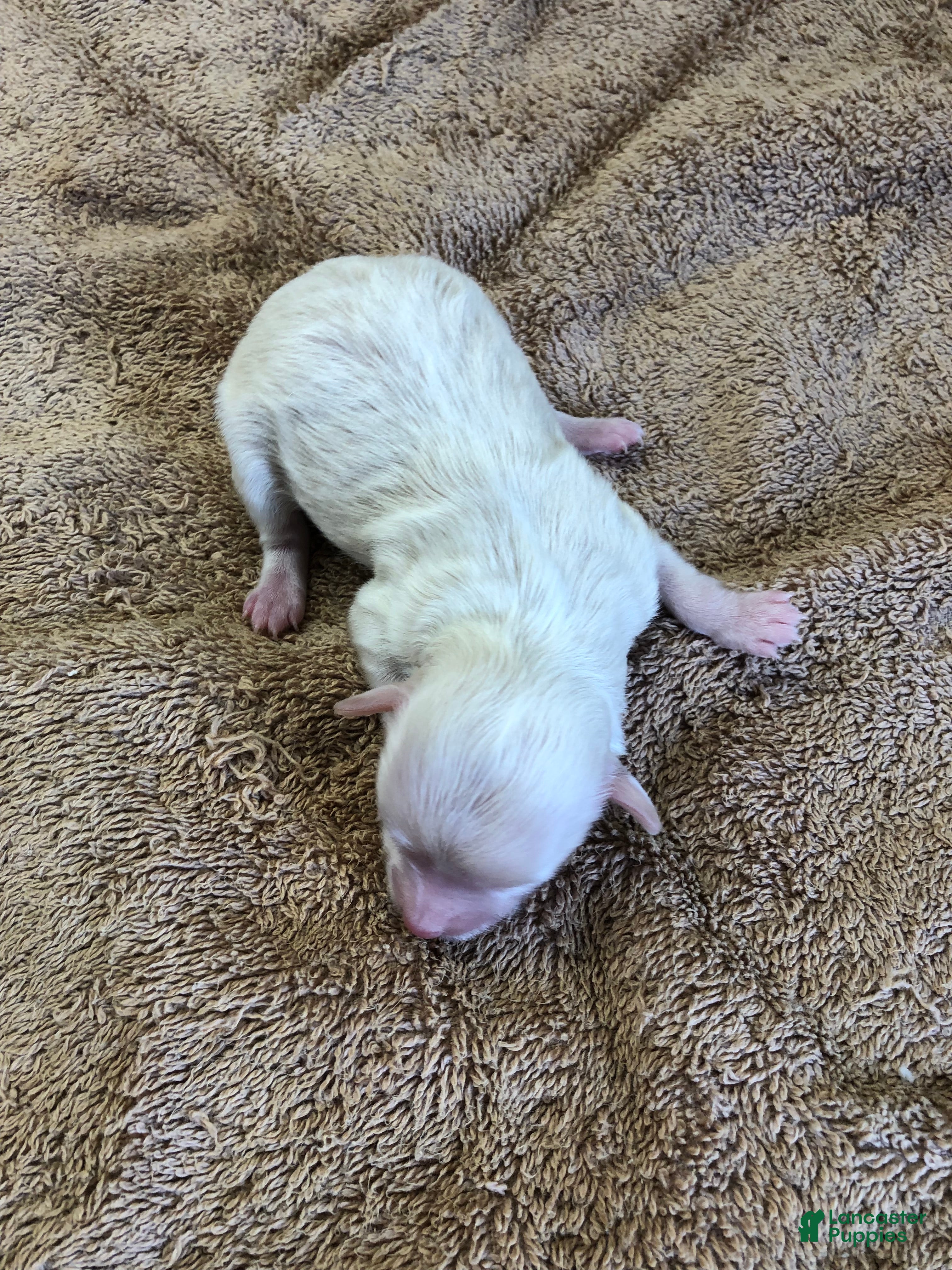 Maltipoo dogs Genevieve - Ad 6