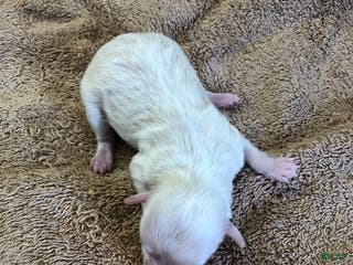 Maltipoo dogs Genevieve - Ad 3