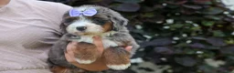 Mini Bernedoodle dogs for sale: 🐾 Paisley 🐾 - Ad 8