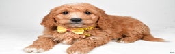 Mini Goldendoodle dogs for sale: Ronnie f one b - Ad 2