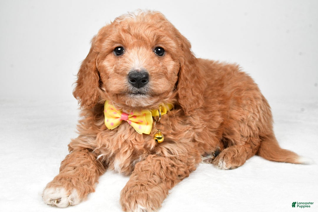 Mini Goldendoodle dogs for sale: Ronnie f one b - Ad 2