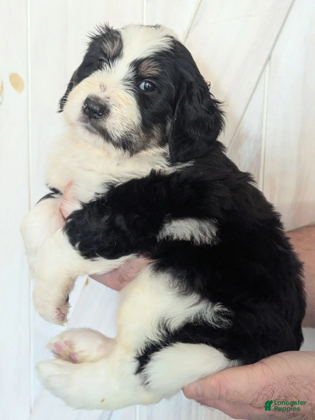 Mixed Breed dogs for sale: Lovelyn - Ad 1