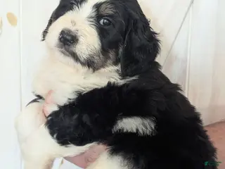 Mixed Breed dogs Lovelyn - Ad 21