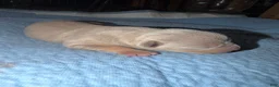 American Bully dogs for sale: Bambi - Ad 3