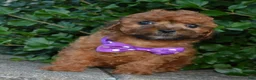 Shihpoo dogs for sale: Snickers - Ad 4