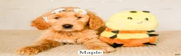 Goldendoodle dogs for sale: Maple - Ad 8