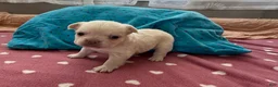 French Bulldog dogs for sale: Fluffy French Bulldog 2 - Ad 3