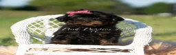 Maltipoo dogs for sale: Tilly F1 - Ad 6
