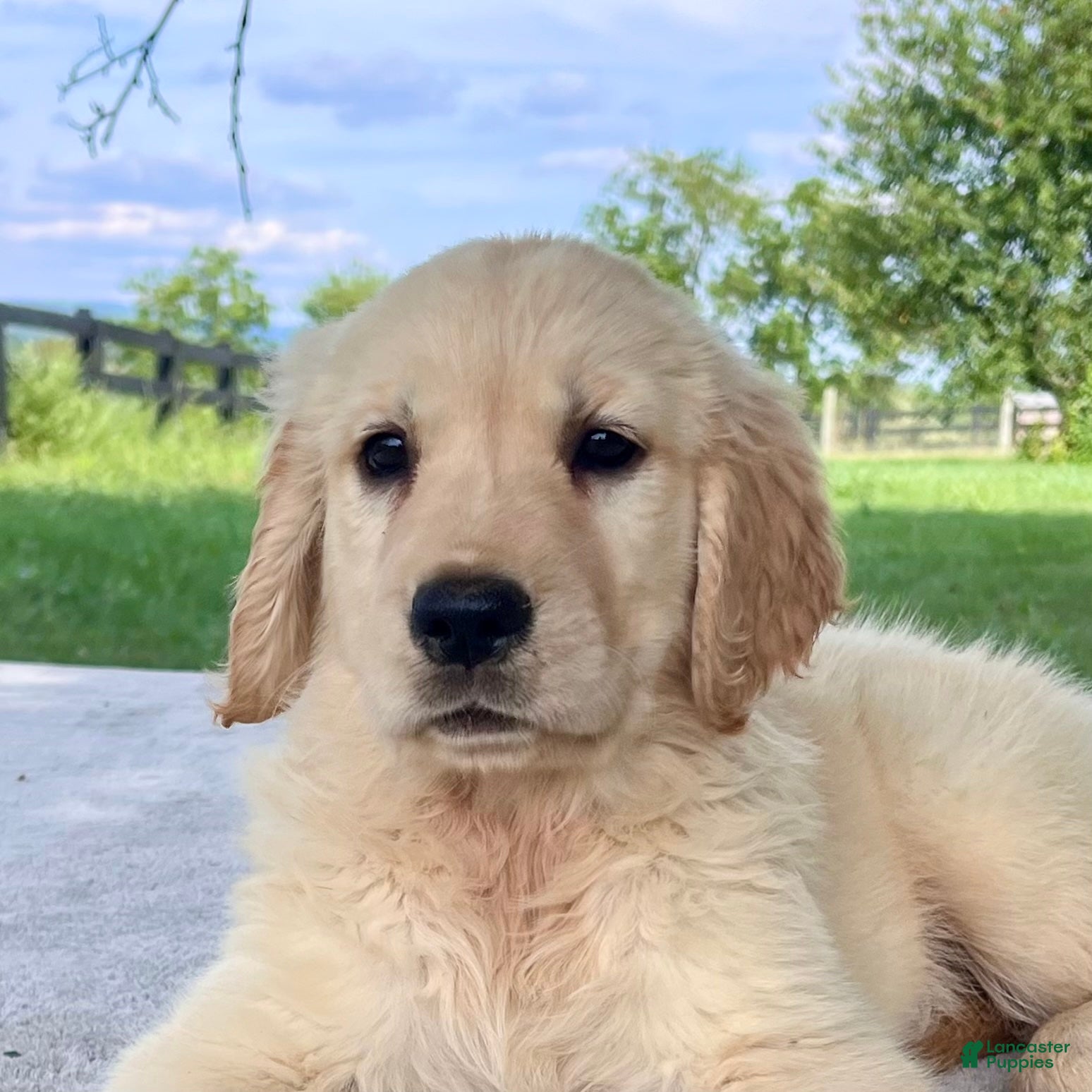 Golden Retriever dogs Grace - Ad 1