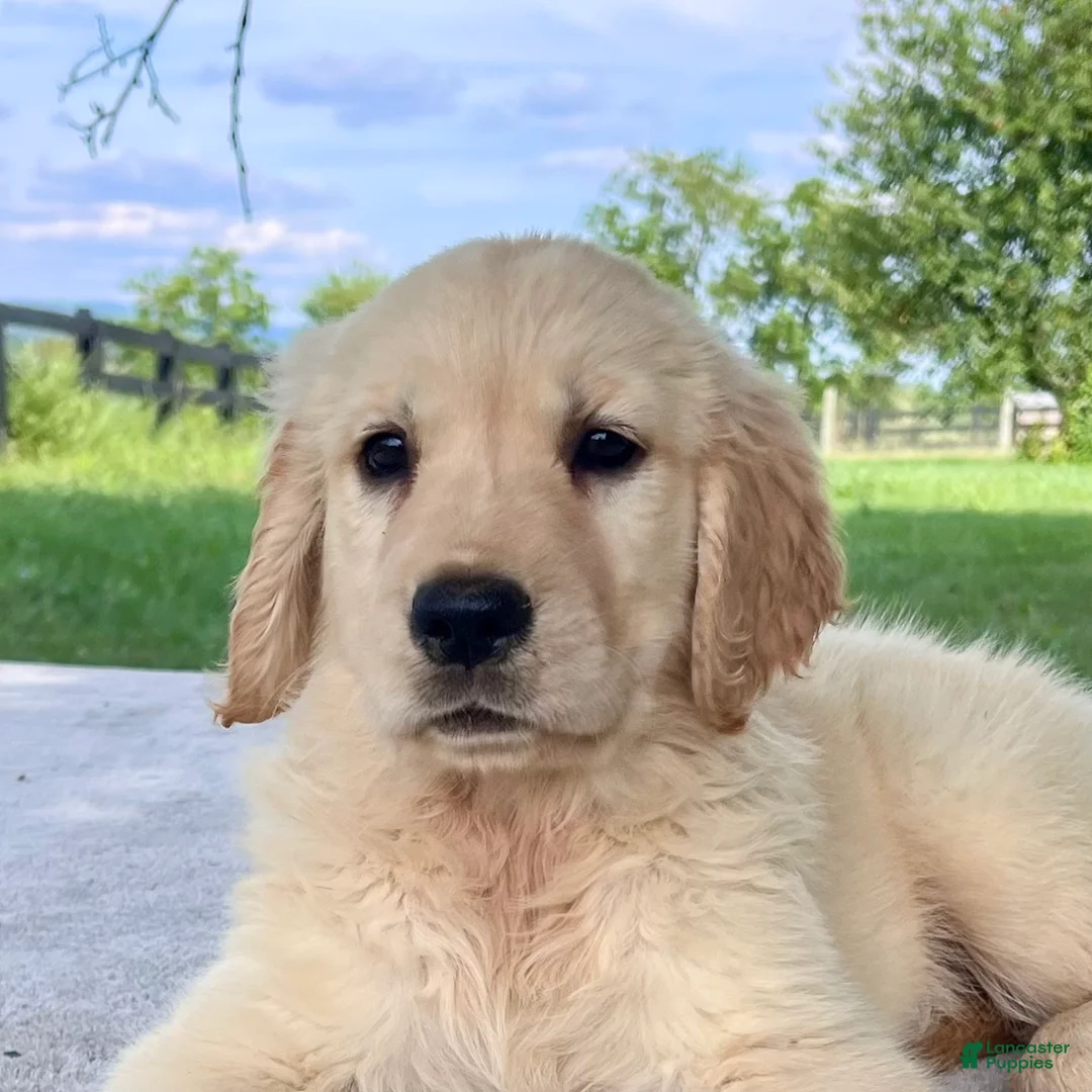 Golden Retriever dogs for sale: Grace - Ad 1