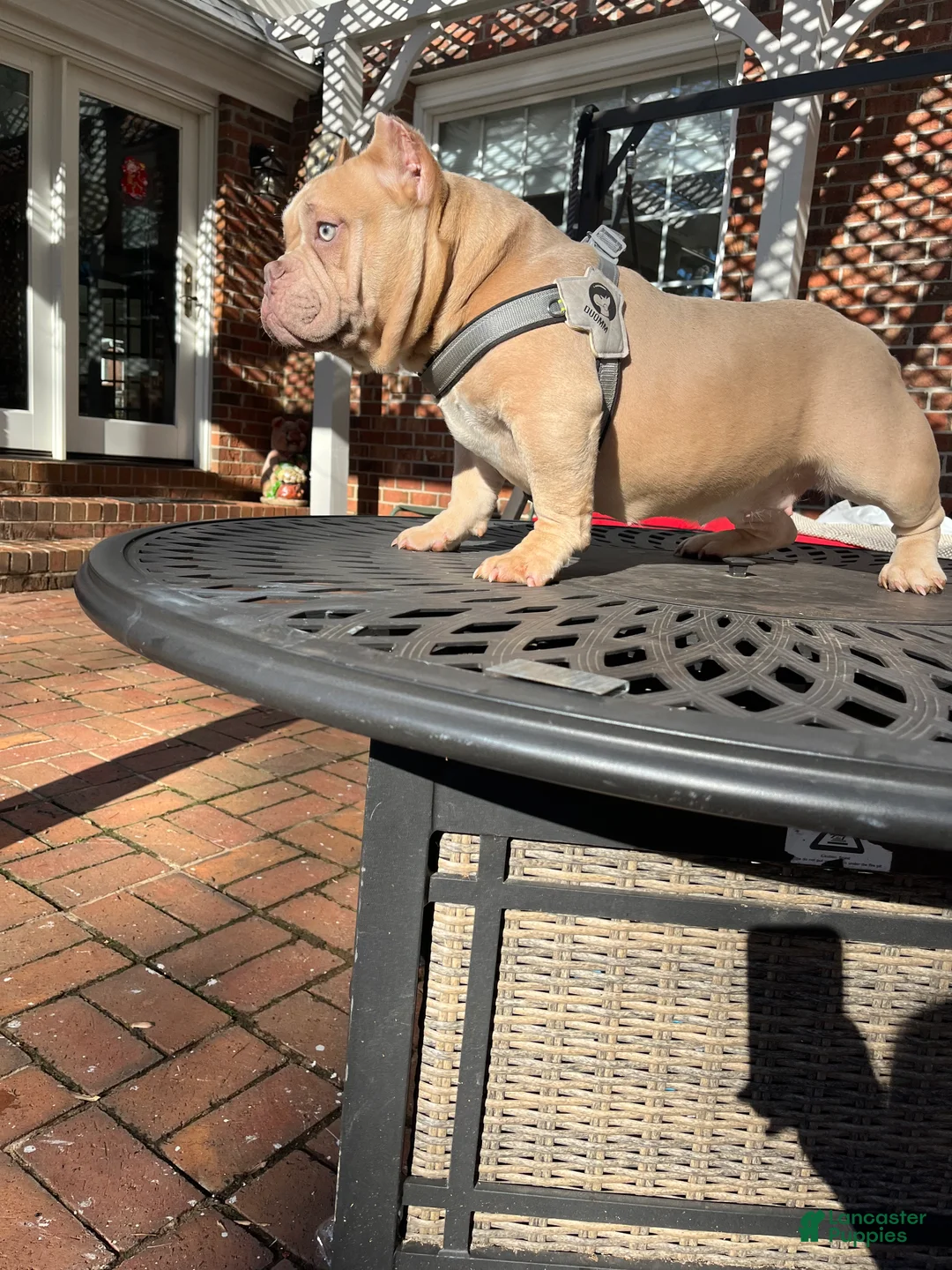 American Bully dogs for sale: American Bully Puppy 2 - Ad 1