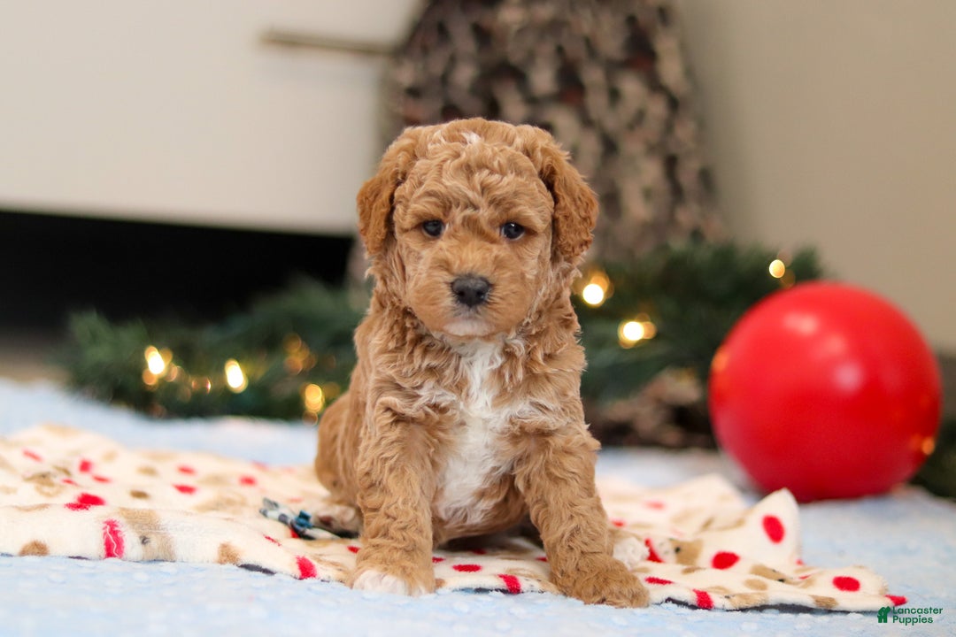 Goldendoodle dogs for sale: Florenzo - Ad 6