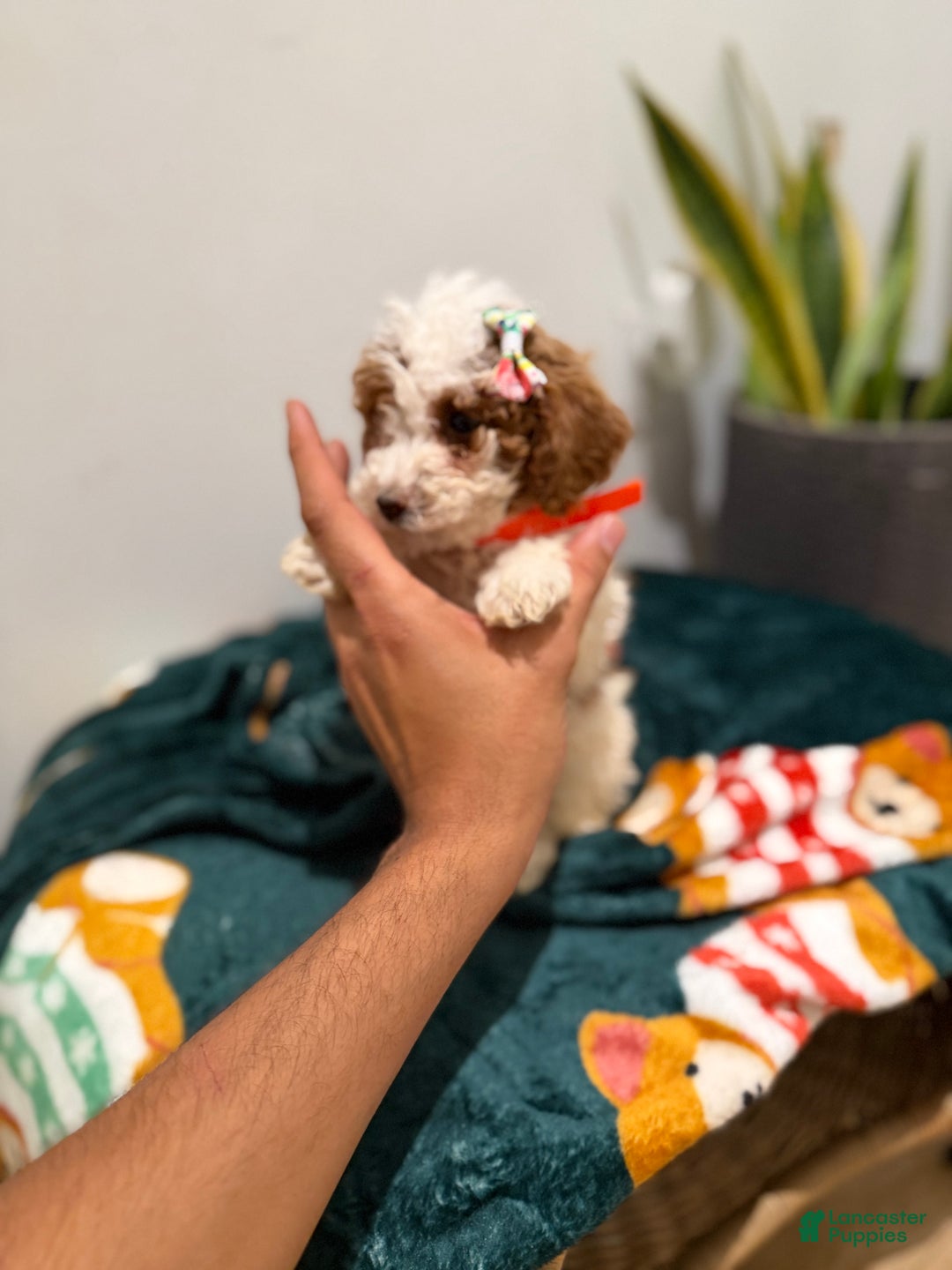 Toy Poodle dogs for sale: Cookie - Ad 2