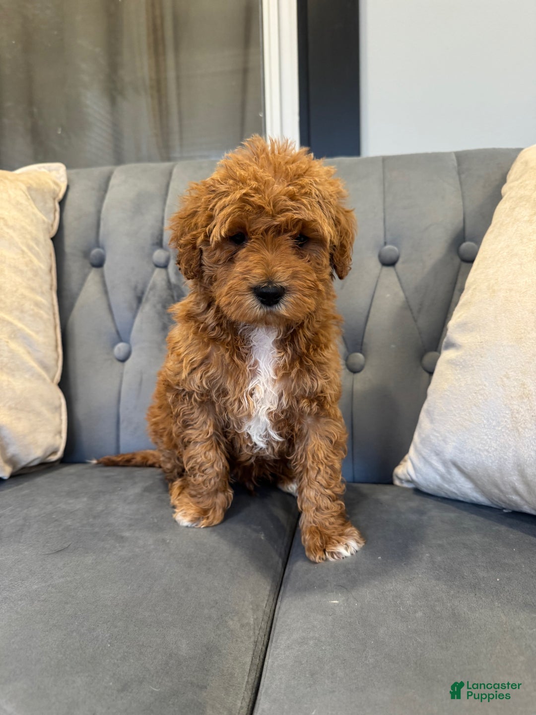Mini Goldendoodle dogs for sale: Mini Goldendoodle Puppy 2 - Ad 1
