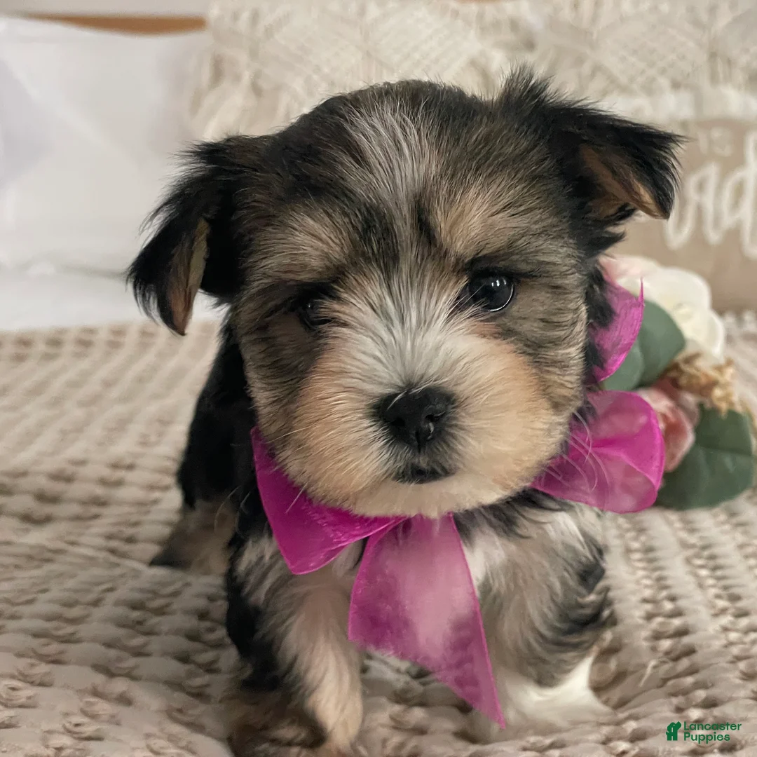 Morkie dogs for sale: Nellie - Ad 7