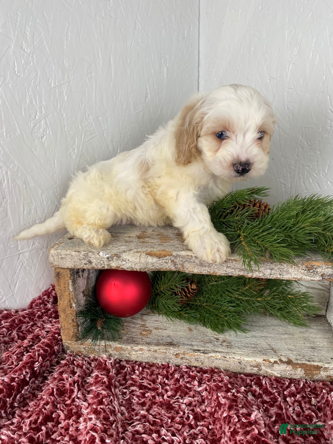 Cockapoo dogs for sale: Milo - Ad 6