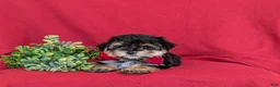 Morkie dogs for sale: Rainger 6 lbs Full Grown - Ad 5