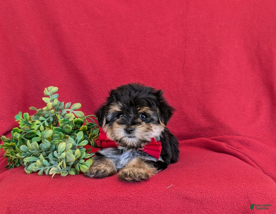 Morkie dogs for sale: Rainger 6 lbs Full Grown - Ad 5