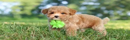 Maltipoo dogs for sale: Patrick - Ad 8