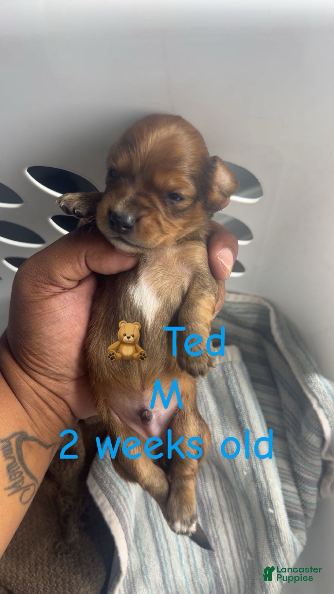 Mixed Breed dogs Ted 🧸  - Ad 38