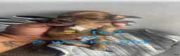 Mixed Breed dogs for sale: Ted 🧸  - Ad 1