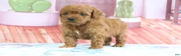 Mini Goldendoodle dogs for sale: Pete - Ad 1