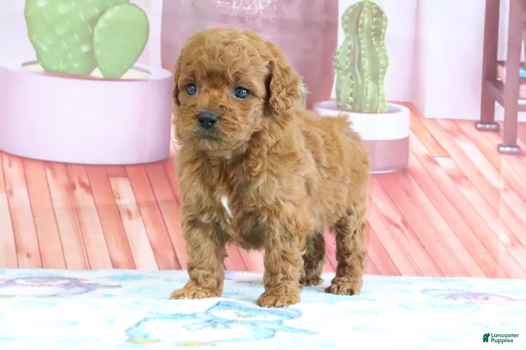 Mini Goldendoodle dogs for sale: Pete - Ad 1