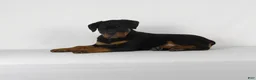 Rottweiler dogs for sale: Rottweiler Puppy 8 - Ad 8