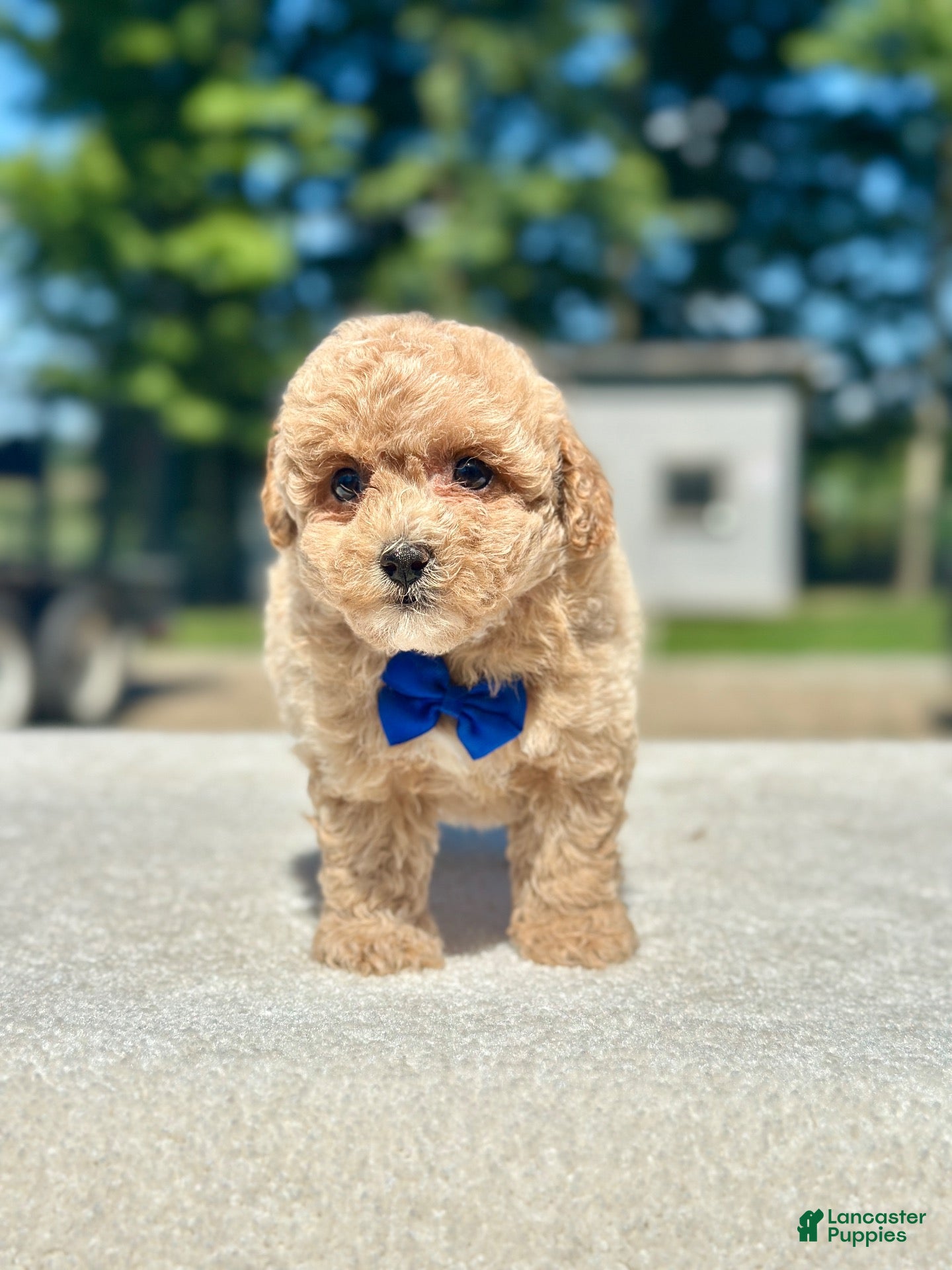 Maltipoo dogs Marshall  - Ad 2