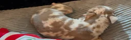 Chihuahua dogs for sale: Mr platinum - Ad 8
