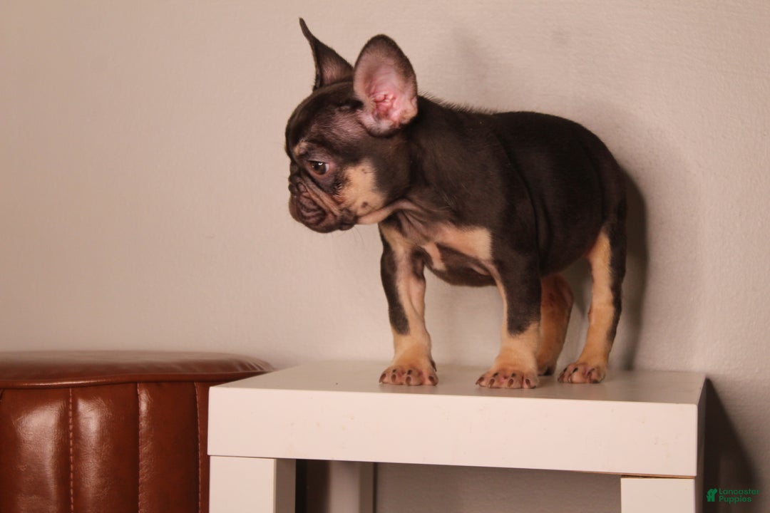 French Bulldog dogs for sale: Suzzie  - Ad 3