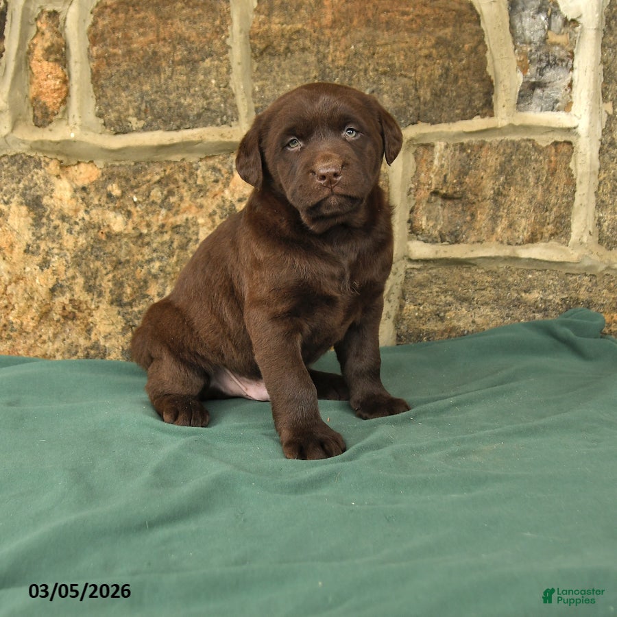 Labrador Retriever dogs Irving - Ad 1