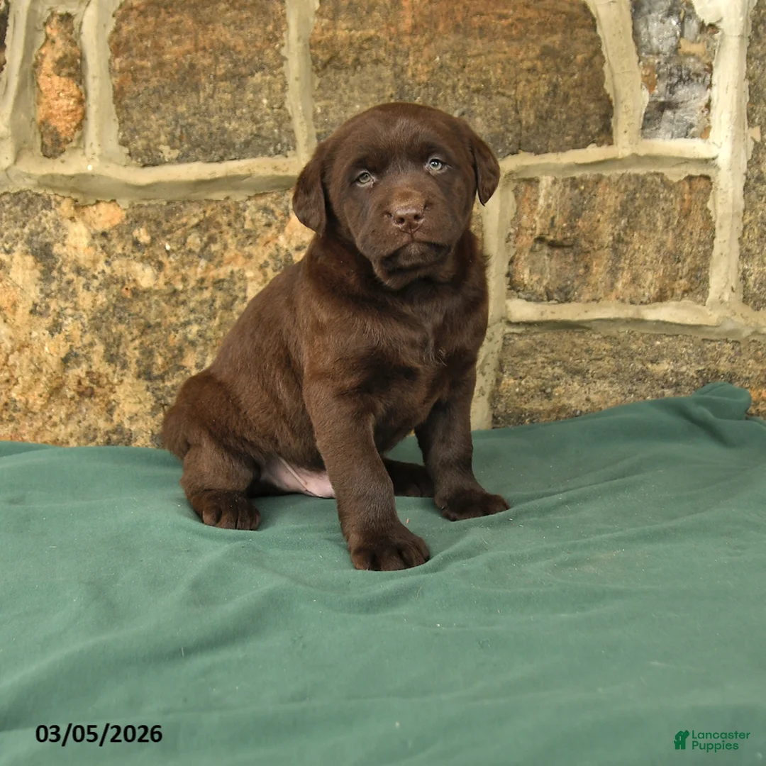 Labrador Retriever dogs for sale: Irving - Ad 1