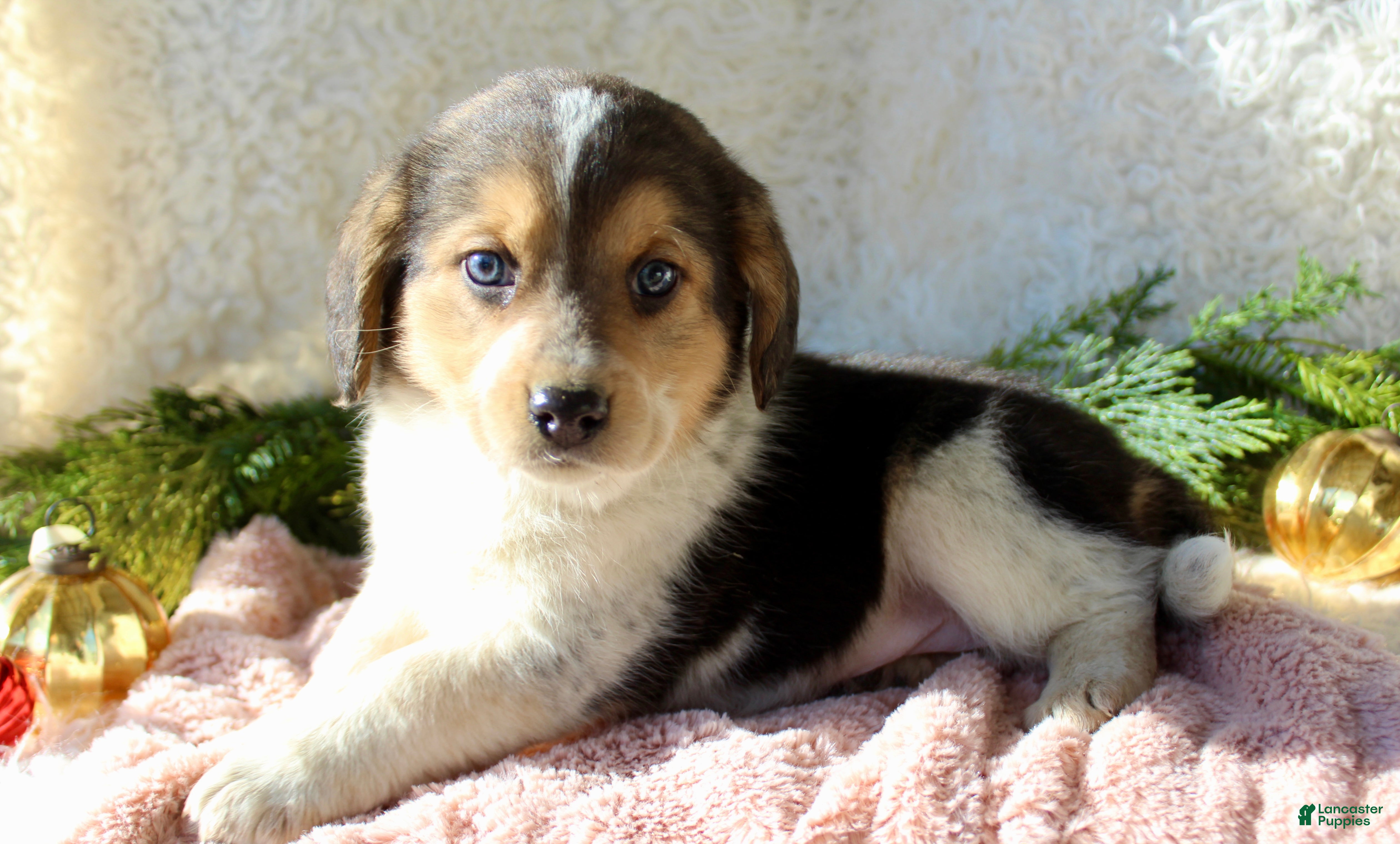 Mixed Breed dogs Molly - Ad 26