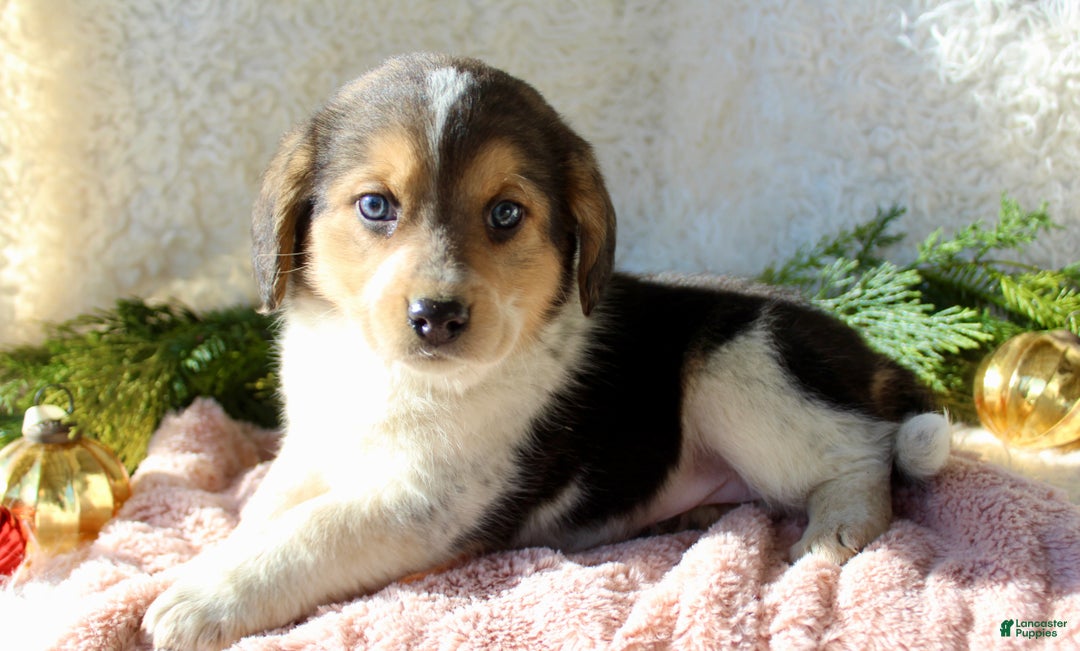 Mixed Breed dogs for sale: Molly - Ad 1