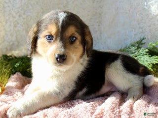 Mixed Breed dogs Molly - Ad 12