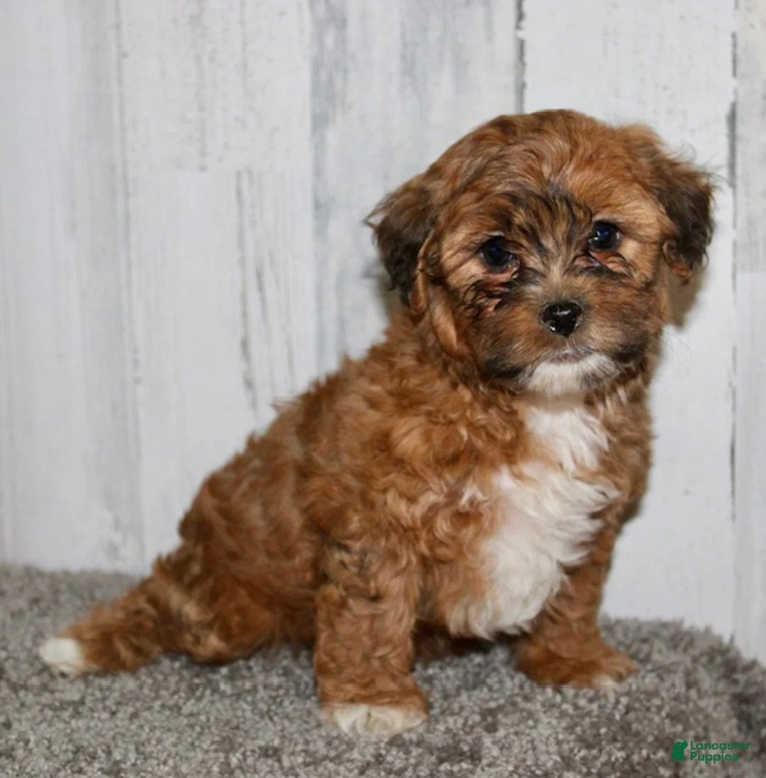 Shihpoo dogs for sale: Ace - Ad 2