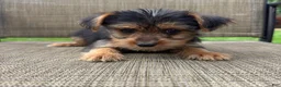 Yorkshire Terrier dogs for sale: Carl - Ad 8
