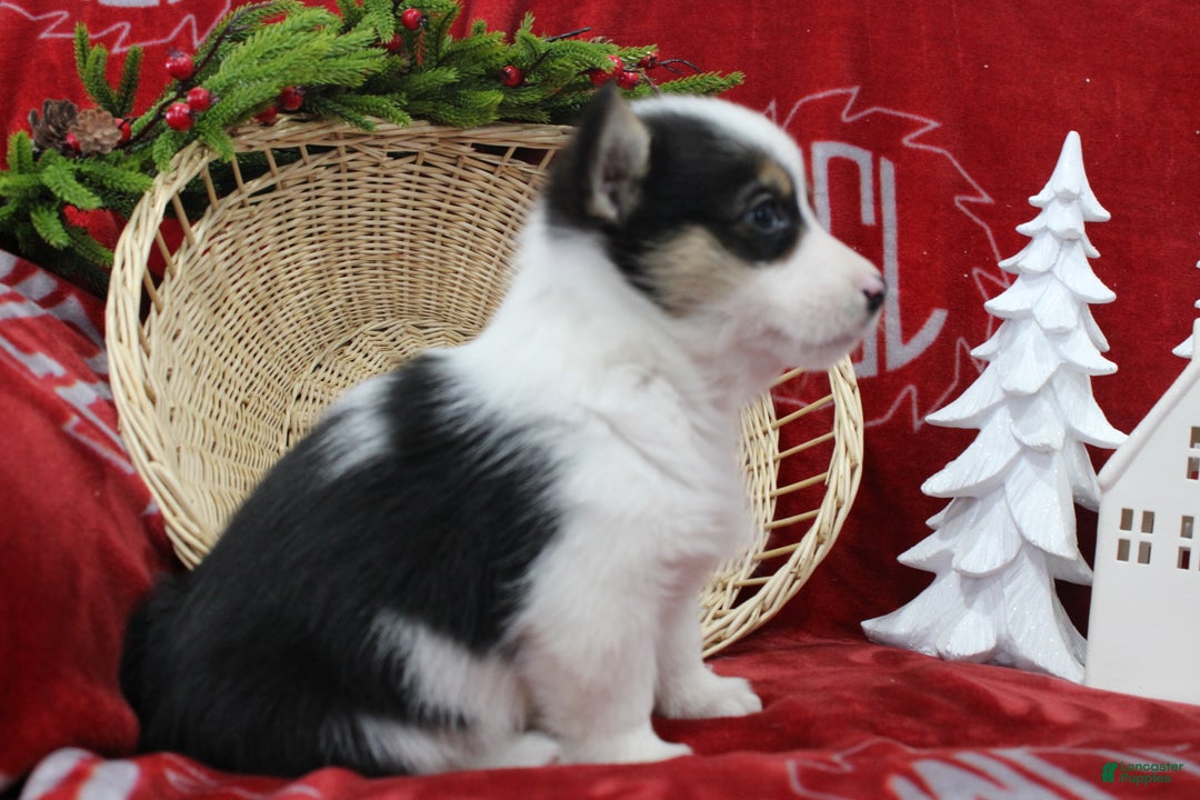 Welsh Corgi Pembroke dogs for sale: Bubbles - Ad 9