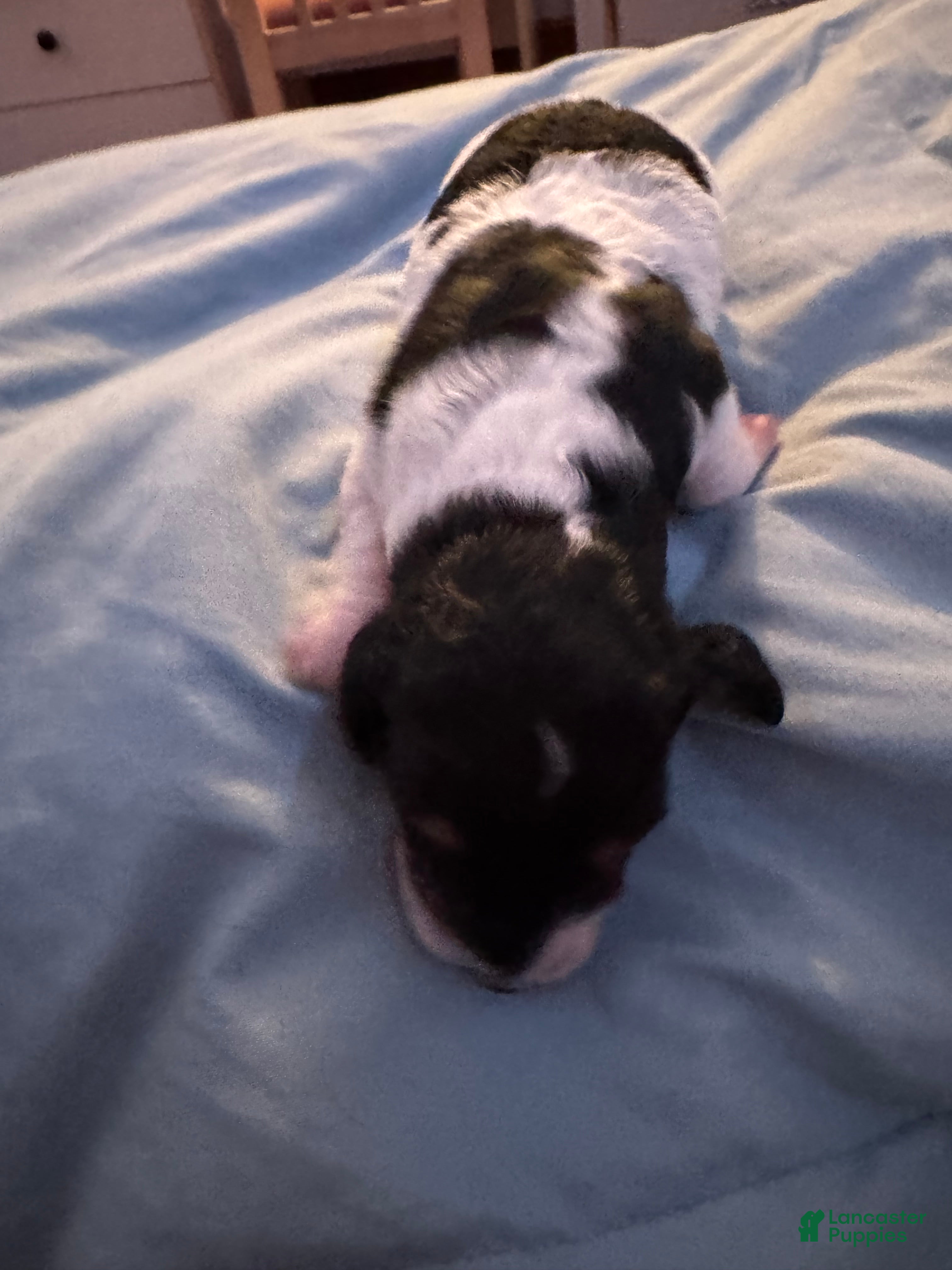 Dachshund dogs Dachshund Puppy 4 - Ad 23