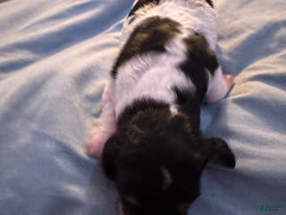 Dachshund dogs Dachshund Puppy 4 - Ad 40