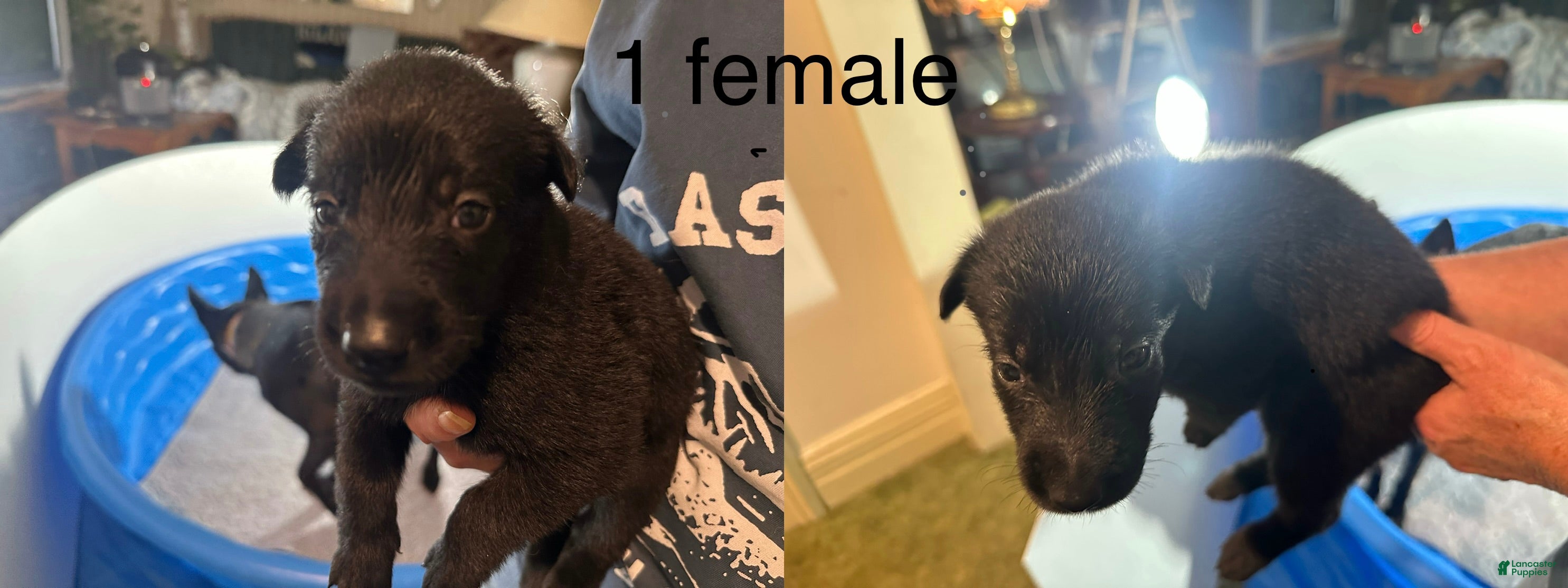 Belgian Malinois dogs Belgian Malinois 1 - Ad 1