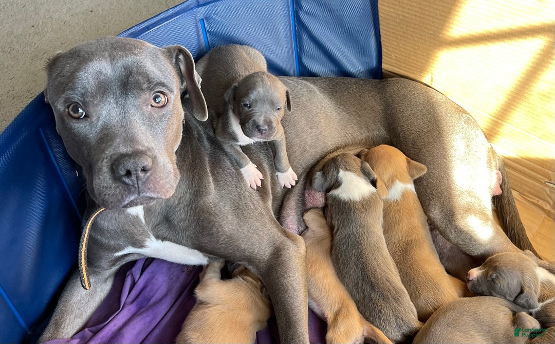 American Pit Bull Terrier dogs for sale: American Pit Bull Terrier Puppy 2 - Ad 3