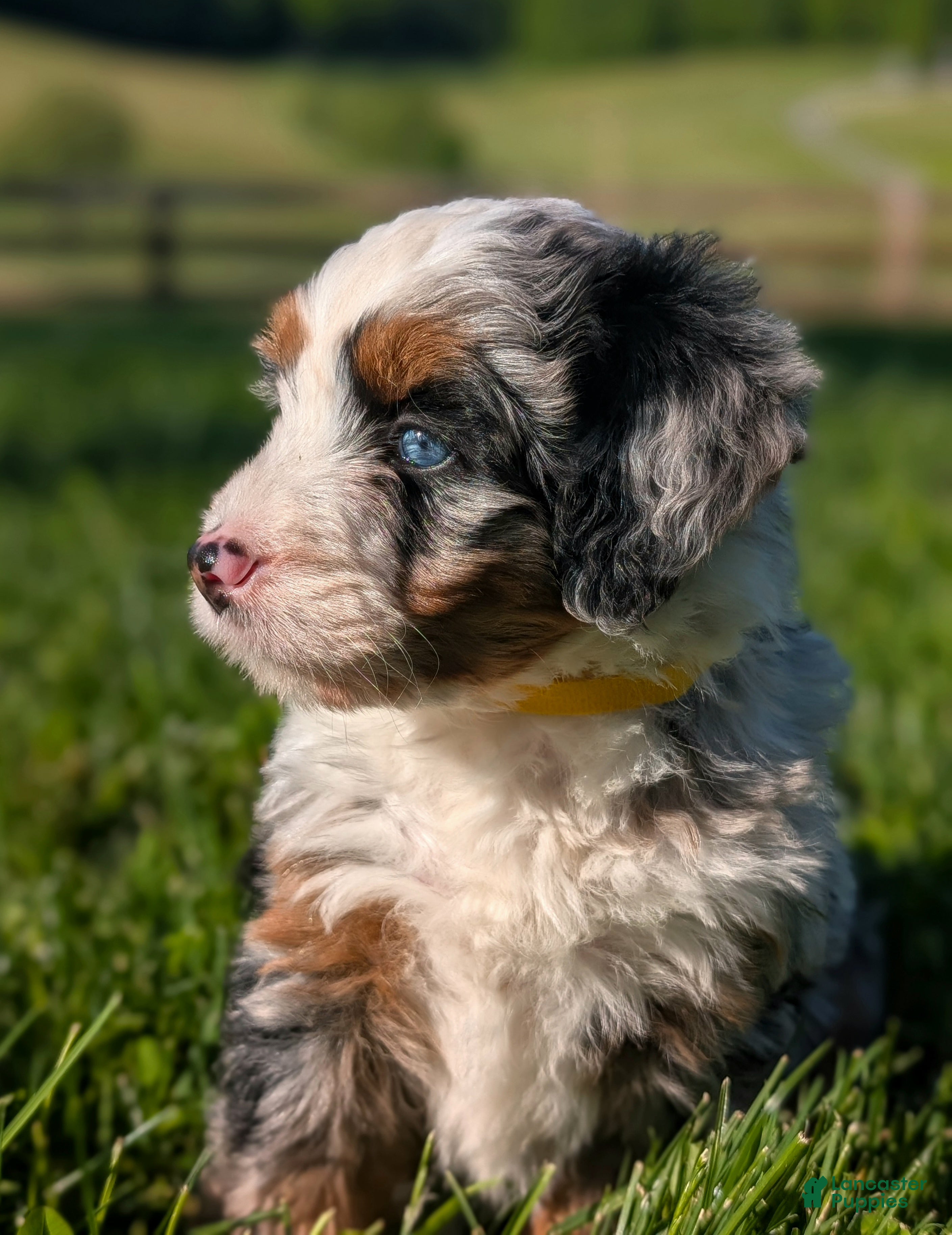 Bernedoodle dogs Shiloh  - Ad 2