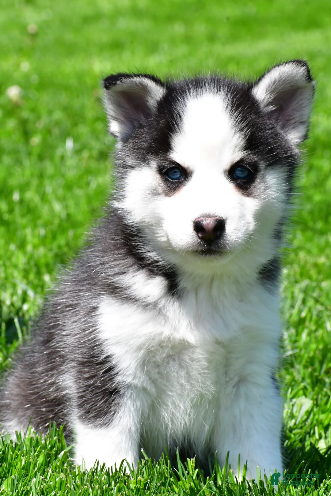 Pomsky dogs for sale: Oscar - Ad 2