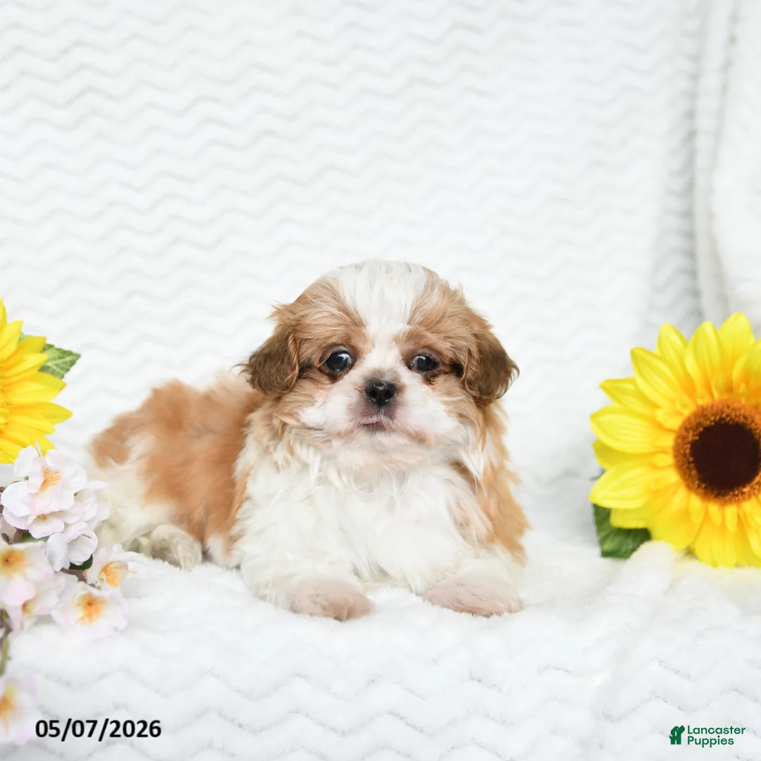 Malshi dogs for sale: Brent - Ad 2