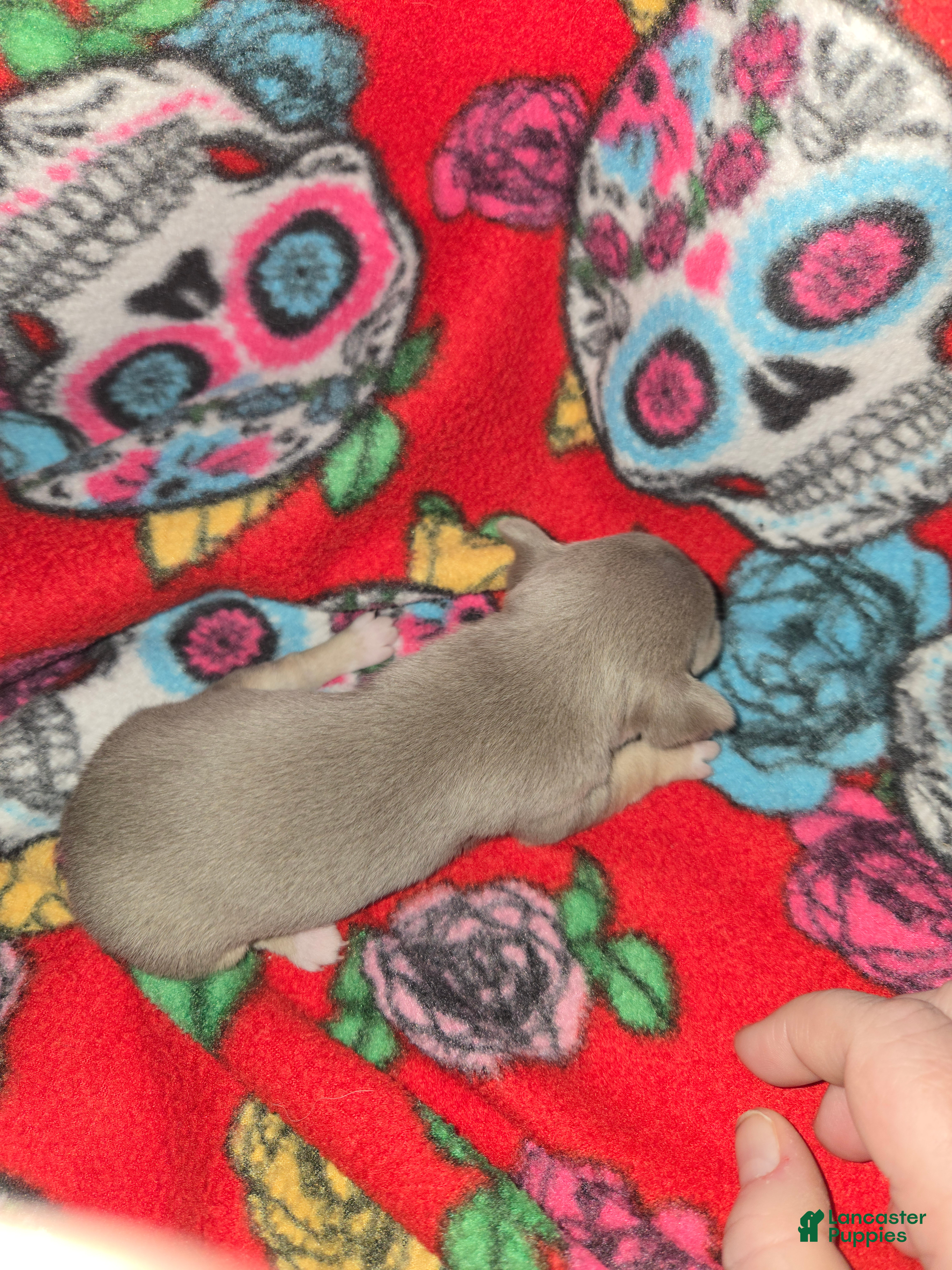 Chihuahua dogs Blue Girl - Ad 2