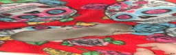 Chihuahua dogs for sale: Blue Girl - Ad 2